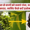 Curry Leaves For Hair: करी पत्ता से बालों को बनाएं लंबा, घना और चमकदार, जानिए कैसे करें इस्तेमाल