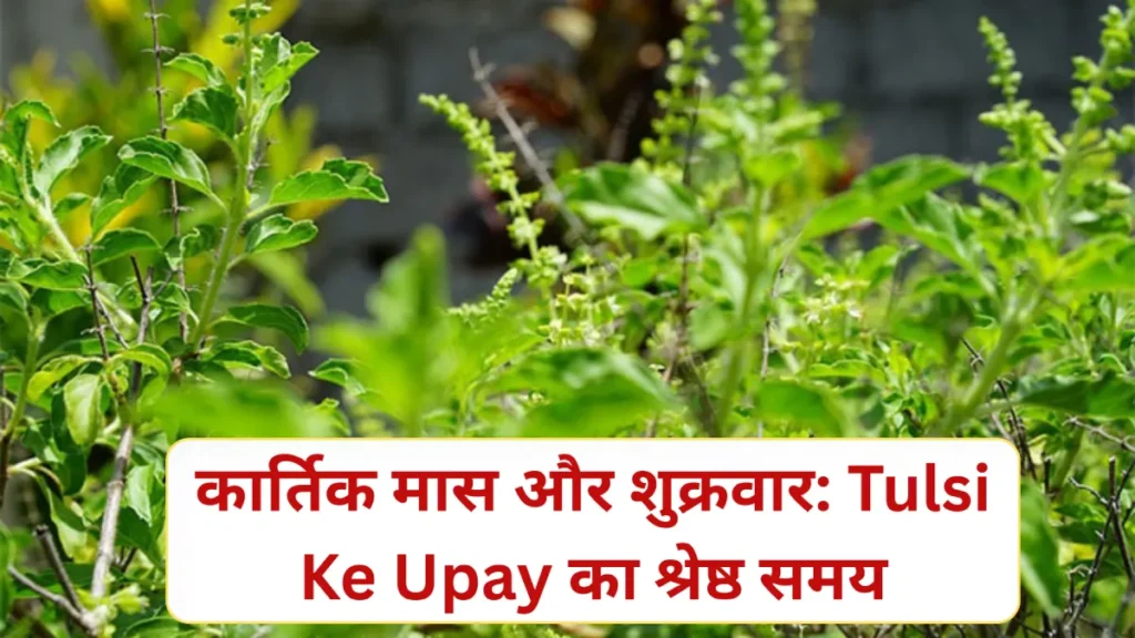 Tulsi Ke Upay: कार्तिक मास और शुक्रवार को करें ये 1 काम, किस्मत और धन की बरसात तय!