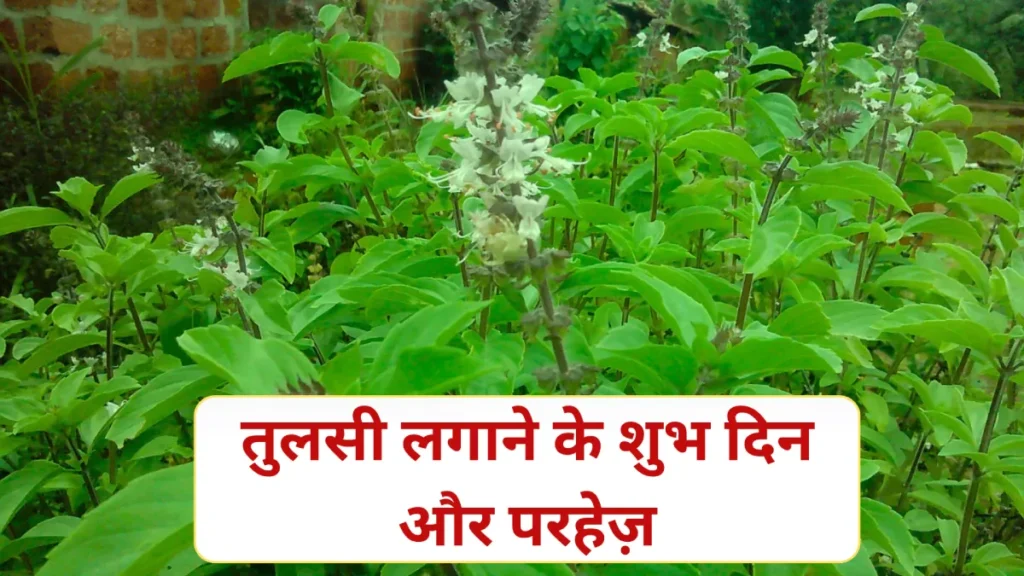 Tulsi Ke Upay: कार्तिक मास और शुक्रवार को करें ये 1 काम, किस्मत और धन की बरसात तय!