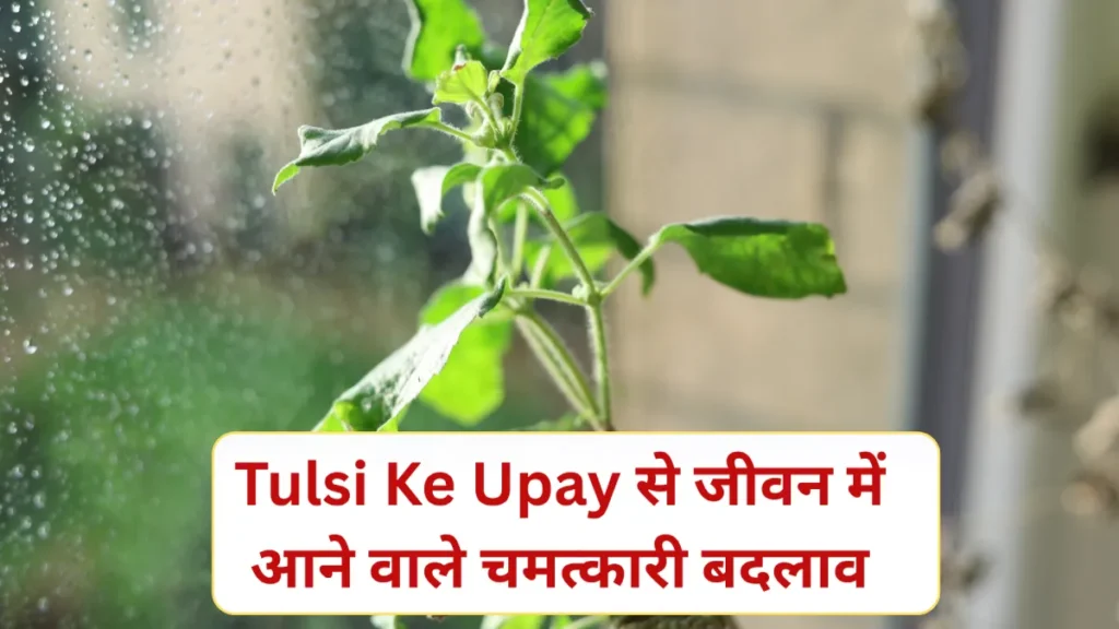 Tulsi Ke Upay: कार्तिक मास और शुक्रवार को करें ये 1 काम, किस्मत और धन की बरसात तय!