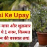 Tulsi Ke Upay: कार्तिक मास और शुक्रवार को करें ये 1 काम, किस्मत और धन की बरसात तय!
