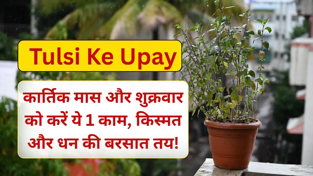 Tulsi Ke Upay: कार्तिक मास और शुक्रवार को करें ये 1 काम, किस्मत और धन की बरसात तय!