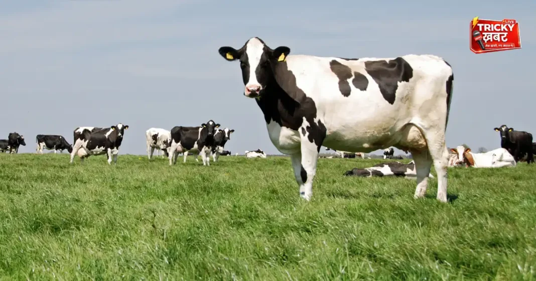 Rajasthan Gaon Gwala Yojana में गाय चराने पर मिलेगा 10,000 रुपये मानदेय Rajasthan Gaon Gwala Yojana में गाय चराने पर मिलेगा 10,000 रुपये मानदेय