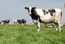 Rajasthan Gaon Gwala Yojana में गाय चराने पर मिलेगा 10,000 रुपये मानदेय Rajasthan Gaon Gwala Yojana में गाय चराने पर मिलेगा 10,000 रुपये मानदेय