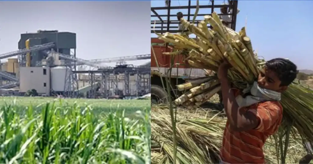 Sugarcane farmer working near sugar mill in India amid concerns over sugar production and export ban